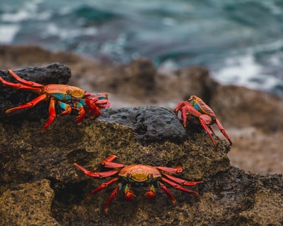 黑岩上的红棕色螃蟹